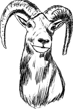 Mouflon clipart