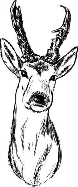 Cerfs chevreuils — Image vectorielle