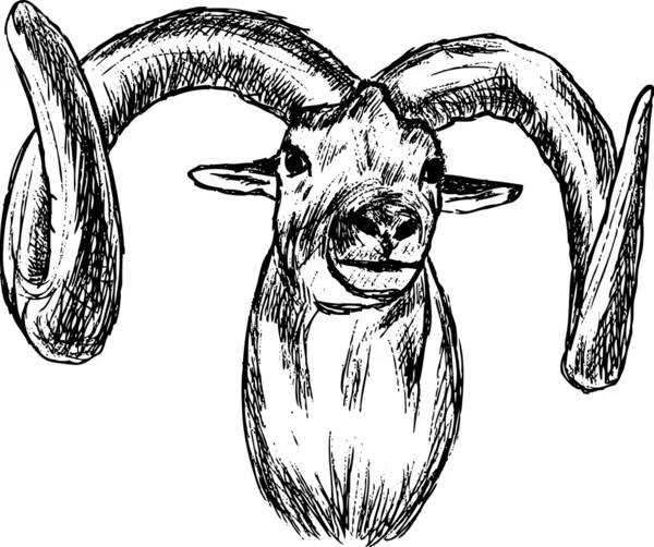 Mouflon. — Vetor de Stock