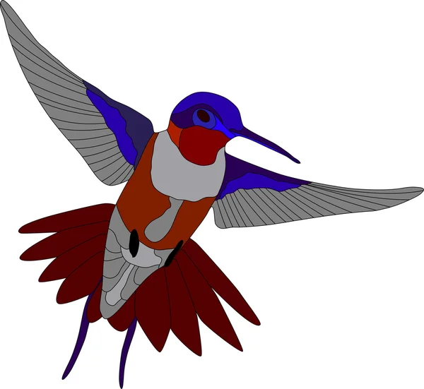 Hummingbird — Stock Vector