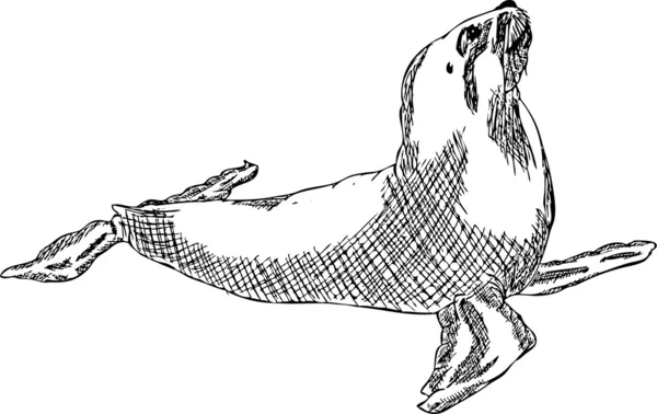 Singa laut - Stok Vektor