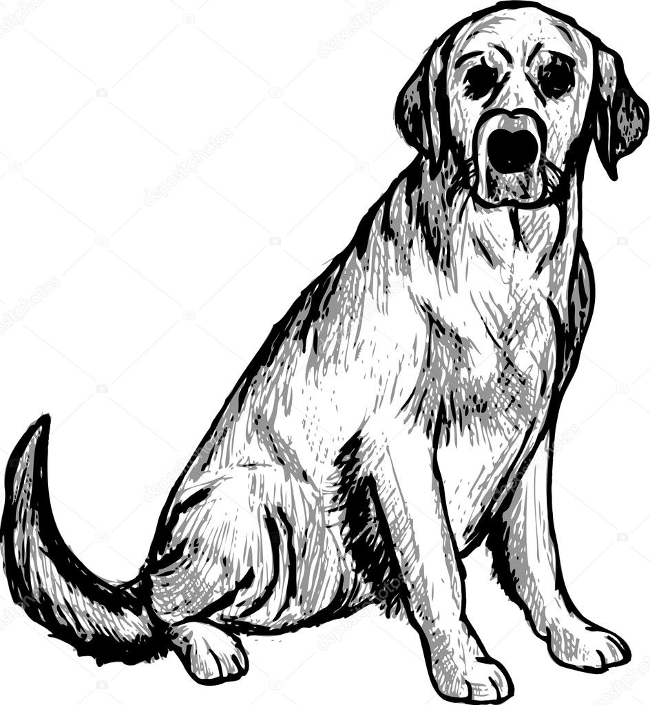 Labrador retriever — Stock Vector © pavelmidi #3761503