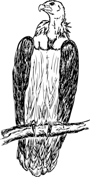 Grand vautour — Image vectorielle