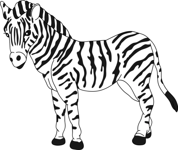 Zebra — Stockvektor