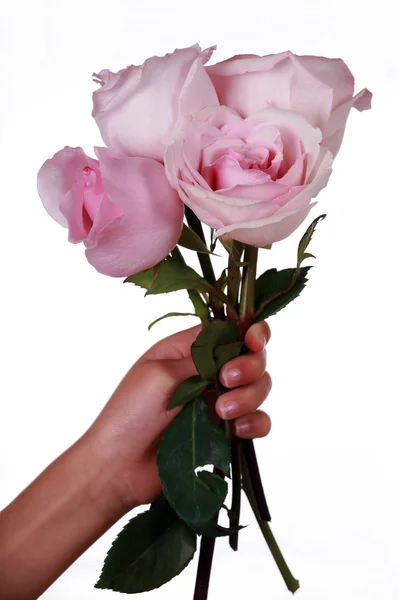 Child's hand holding pink roses — Stock Photo, Image