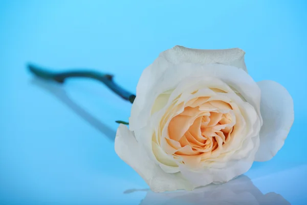 Single white rose on blue — Stock Photo, Image