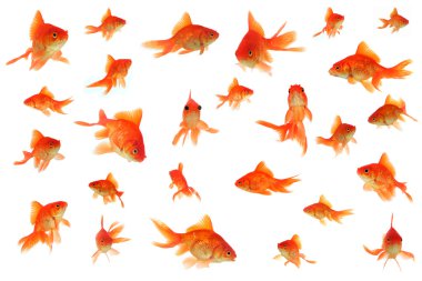 Fantail goldfish collage clipart