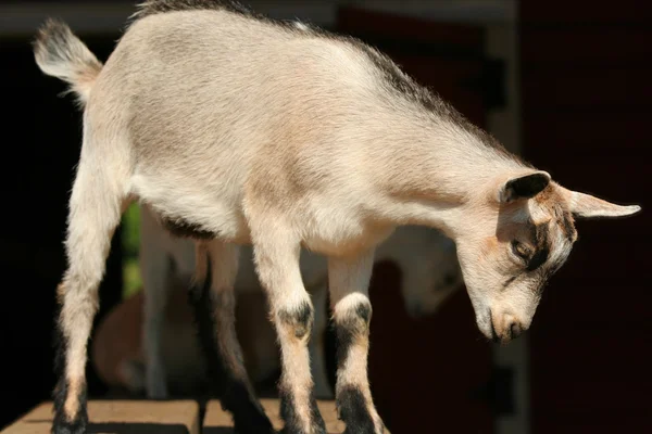 Baby goat resting — Stock Photo, Image
