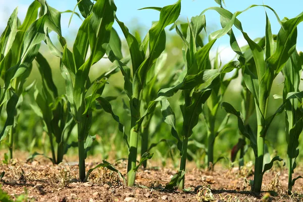 Кукуруза растет в поле — стоковое фото