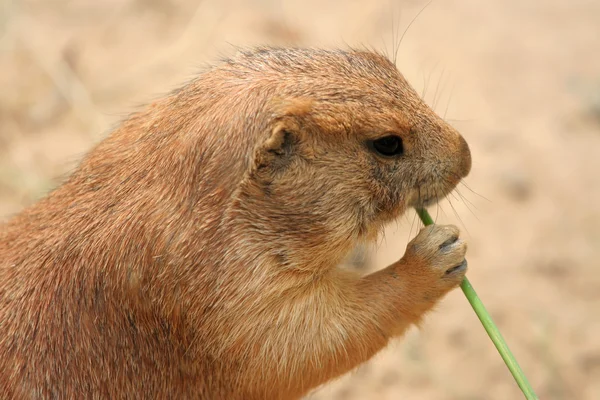 Prairie cão comendo grama — Fotografia de Stock