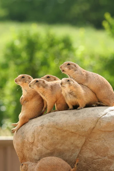 Prairie dogs on rock — Stock Photo, Image