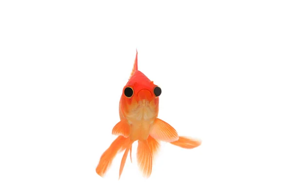 Divertido pez dorado con ojos grandes —  Fotos de Stock