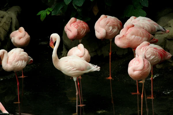 stock image SLeeping flamingoes