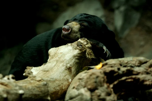 stock image Sunbear sleeping on rock