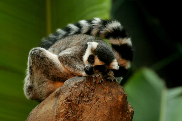 Coda ad anelli lemure che dorme sulla roccia — Foto Stock