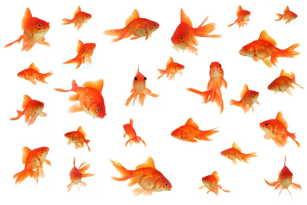 Fantail collage pesci rossi — Foto Stock