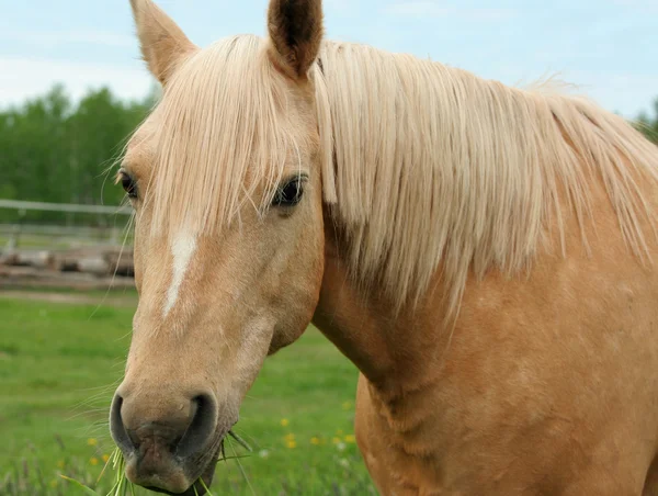 Cavalo apreciando a grama — Fotografia de Stock