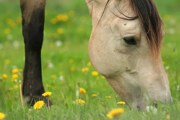 Koně pasoucí se na trávě — Stock fotografie