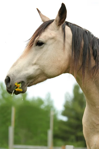 Kůň okusuje trávu a pampelišky — Stock fotografie