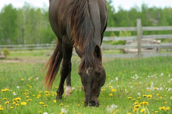 Legeltetés legelő barna ló — Stock Fotó