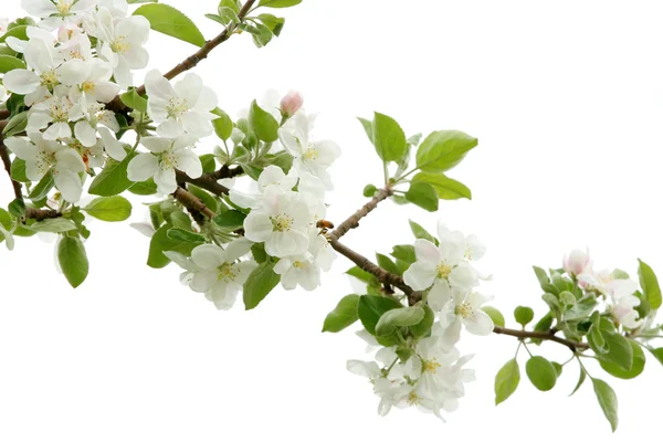 Manzana blanca florece —  Fotos de Stock