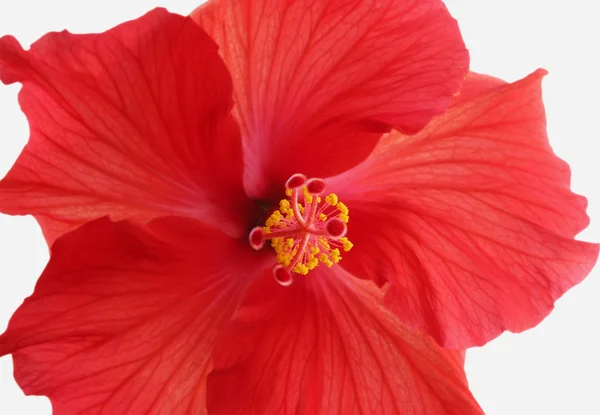 Belo hibisco vermelho — Fotografia de Stock