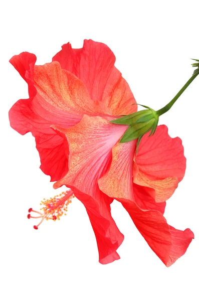 Hermoso hibisco rojo — Foto de Stock