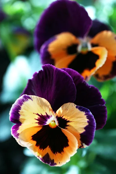 Belle orange et violet pansy closeu — Photo