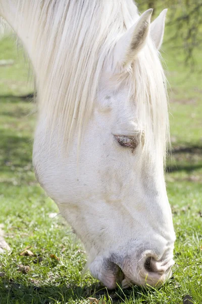 White draft horse eating grass — Stock Photo, Image