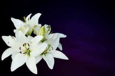 White lilies on purple background clipart