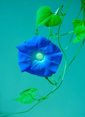 Blue morning glory flower on vine clipart