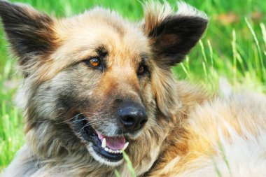 Genç collie çoban karıştırmak köpek