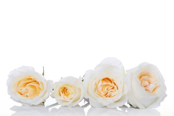 Four white roses — Stock Photo, Image