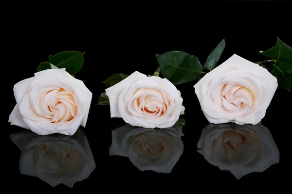 Trzy białe róże na czarnym tle — Zdjęcie stockowe