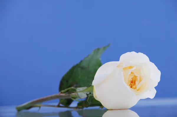 Jedna róża biały na niebieskim — Zdjęcie stockowe