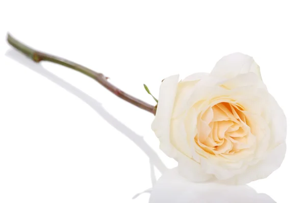 一朵白玫瑰 — 图库照片