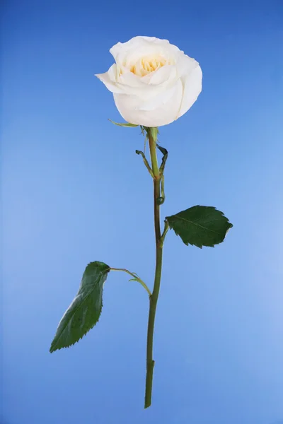 Singola rosa bianca su blu — Foto Stock
