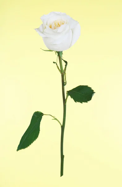 Jedna róża biały na białym tle — Zdjęcie stockowe