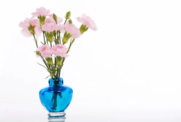 Růžový karafiát v modrá váza — Stock fotografie