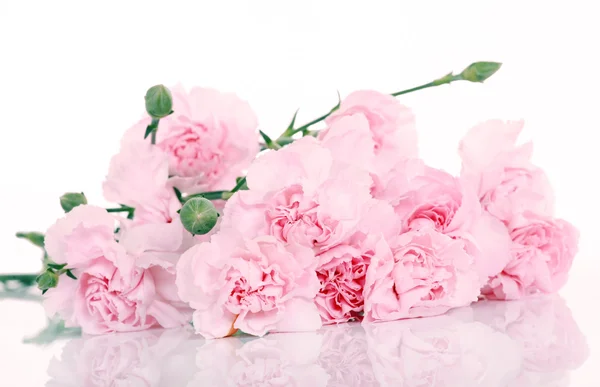 Pink carnations — Stock Photo, Image