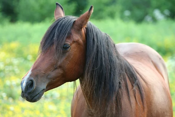 Beau cheval brun — Photo
