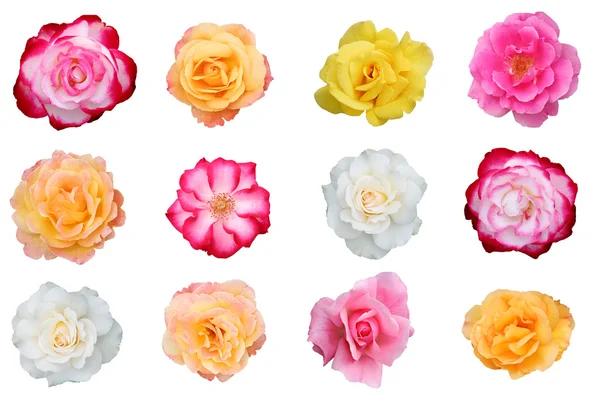 Smukke roser isoleret på hvid - Stock-foto