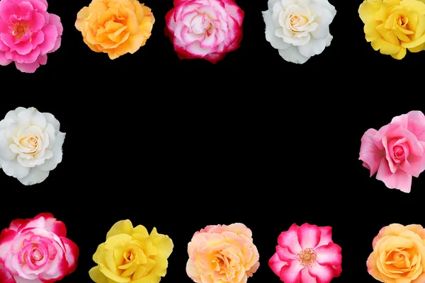 Roser isoleret på sort - Stock-foto