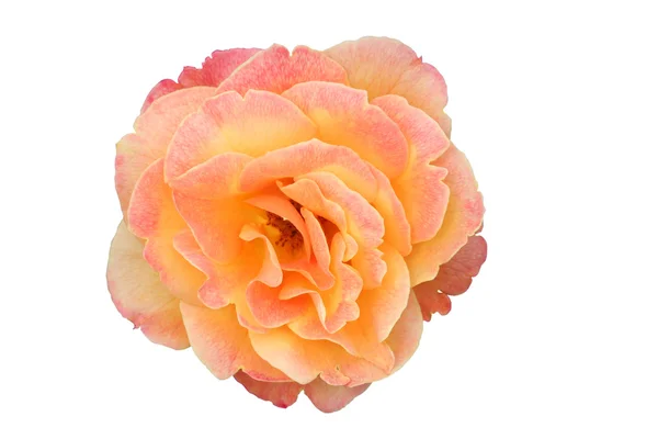 Όμορφη απομονωμένη πορτοκαλί και ροζ τριαντάφυλλο — Φωτογραφία Αρχείου