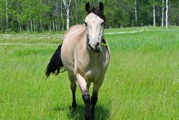 Ló, zöld legelő — Stock Fotó