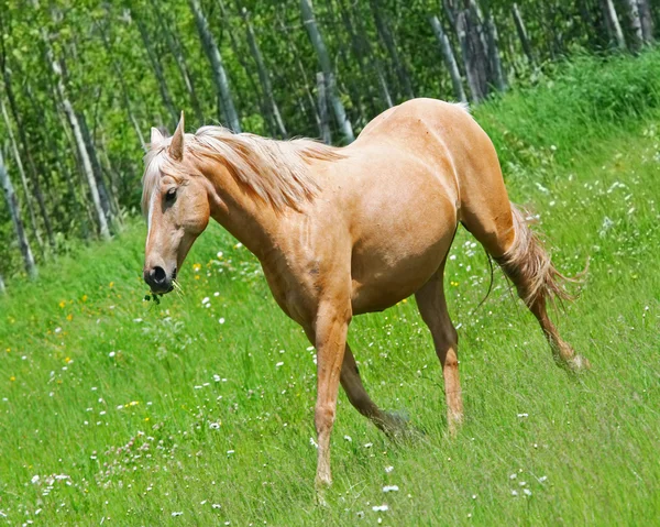 Cream colored horse in field — Stock Photo, Image