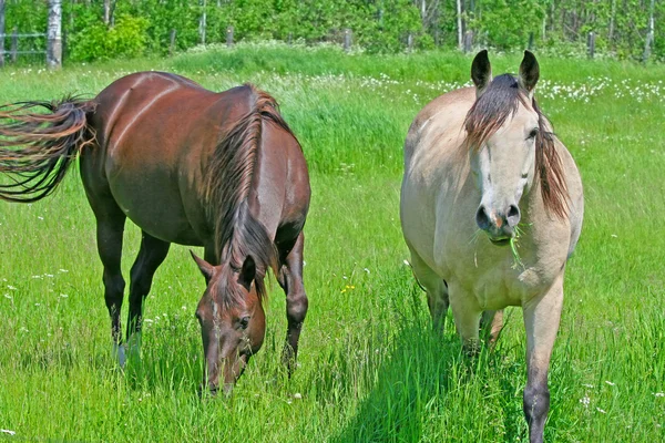 Dva koně na pastvině — Stock fotografie