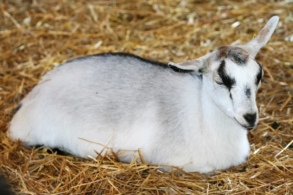 Baby goat sleeping in hay — Stock Photo, Image