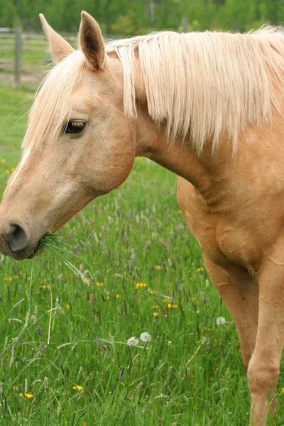 Ló élvezi a fű — Stock Fotó
