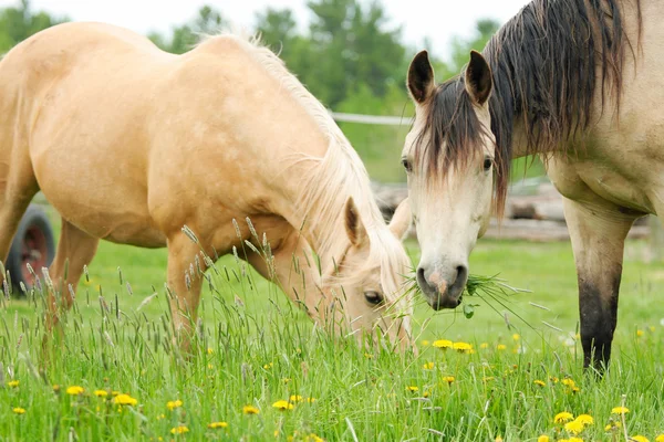 Zwei Pferde auf der Weide — Stockfoto